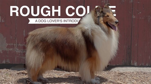 Rough collie: A dog lover's introduction
