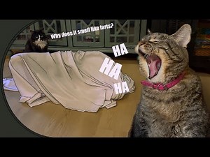 Penny and her pranks! Why does she do this to us?!