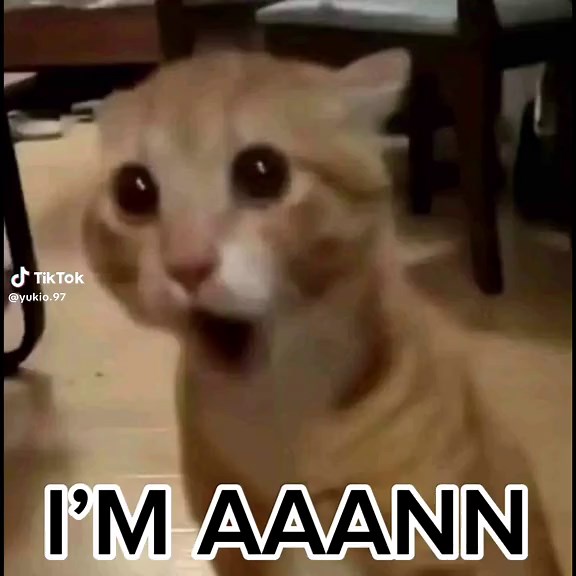 Cat Memes and Funny Anime Clips from the Philippines