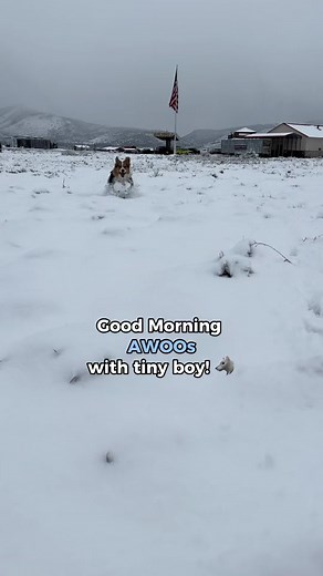 ollie and butler on TikTok