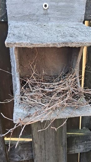 Robin Shelf Bird Nest