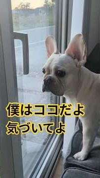 祝【1万回視聴】是非ご覧ください🐾お留守番中のブブ。ママとふーちゃんが帰ってキターーー #フレブル #フレンチブルドッグ #フレブル飼い方 #フレブルクリーム #ペット #pets