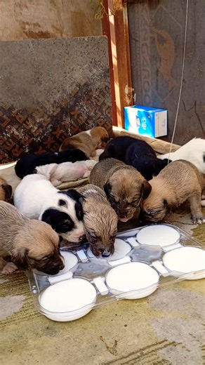 Newborn Puppies Crying Loud for Milk 🐶💔 | Emotional Rescue Feeding #shorts