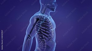 Human skeleton humerus bones anatomy