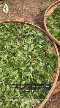Tea Season Pre-Sale is Here! Get your Selection Now while Early Bird Rates are In!