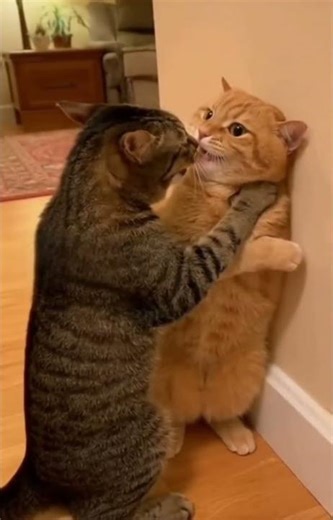 ​😾 Cat Fight! The Most Dramatic Cat Video You'll Ever See!