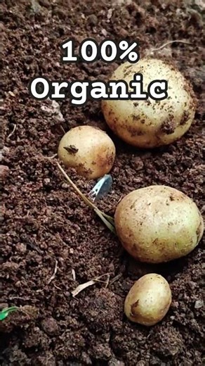 💯% Organic potato 🥔 in 💯 days | practical learning | kids gardening activity.