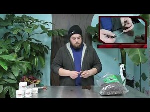 Cloning with Rootech