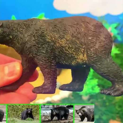 Bear Smell Fact! 👃 Can Sniff Food From Miles Away! Wild Animal Facts