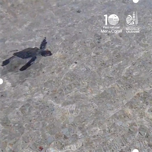 Les atolls d’Entrecasteaux 𝗟𝗘 𝗥𝗘𝗡𝗗𝗘𝗭-𝗩𝗢𝗨𝗦 𝗗𝗘𝗦 𝗧𝗢𝗥𝗧𝗨𝗘𝗦 𝗩𝗘𝗥𝗧𝗘𝗦 🐢 Les îlots d’Entrecasteaux sont un sanctuaire majeur de reproduction des tortues vertes (Chelonia mydas), avec une estimation moyenne de 47 000 femelles venant pondre chaque année. Depuis 2007, un suivi annuel mené par le SPNMCP permet d’observer et d’évaluer la fréquentation de ces îlots, de nettoyer les déchets déposés par l’océan et de surveiller l’évolution géomorphologique des plages, ainsi que celle 