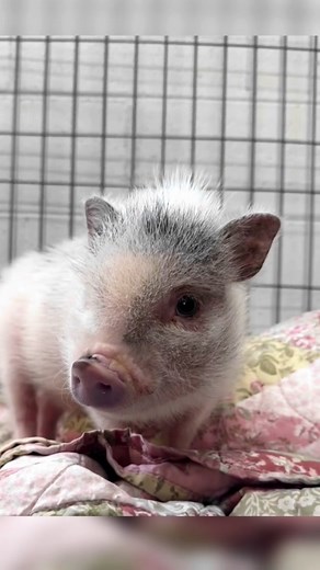 Adorable Piglet Compilation | Cute Baby Pig Videos