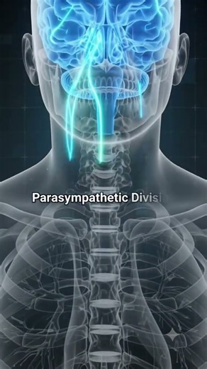 Autonomic Nervous System (ANS) 🧠 | Anatomy in 10 Seconds | Nursing Students #medicaleducation