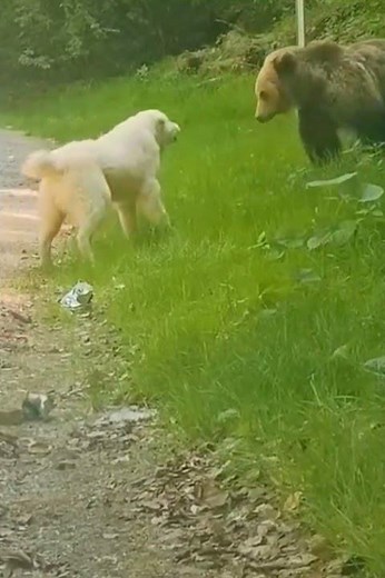 Dogs vs Bear Fights – The Most Shocking Encounters Caught on Camera!#shorts