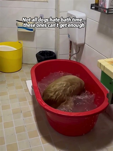 Dogs love playing in water more than anything else.#dog #funnydog #dogsoftiktok #summer #usa🇺🇸