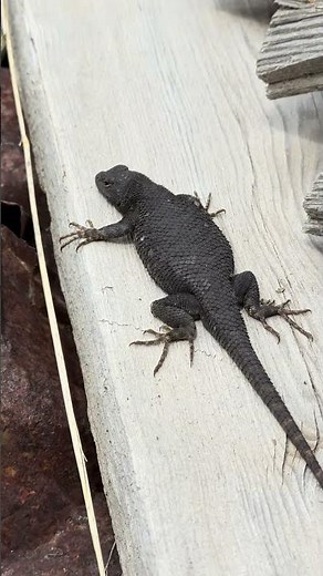 Great Basin Fence Lizard (Western Fence Lizard) #Lizard #nevada
