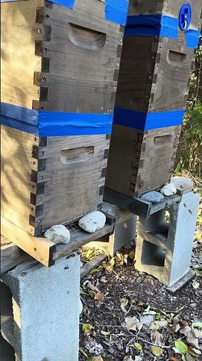 Making Money with Swarm Catches! Join Us As We Get Our Girls Ready For Winter #beekeeping #freebees