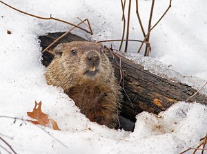 Groundhog Day 2021: When Will Spring Weather Come To Mill Valley