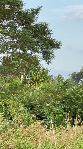 ដាក់លលក🌴