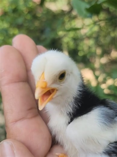#cute baby 🐥Title: Cute Chicken Moments 🐥❤️ | Funny & Adorable Chicken Short #shorts Title: Cute Chicken Moments 🐥❤️ | Funny & Adorable Chicken Short #Shorts Description: Watch this cute chicken spreading happiness with adorable and funny moments! 🐔💕 Don't forget to Like 👍 Subscribe 🔔 and Share for more cute animal shorts! Tags: cute chicken, funny chicken, baby chicken, adorable chicken, chicken short, cute animals, funny animals, chicken video, pet chicken, farm animals, viral shorts, y