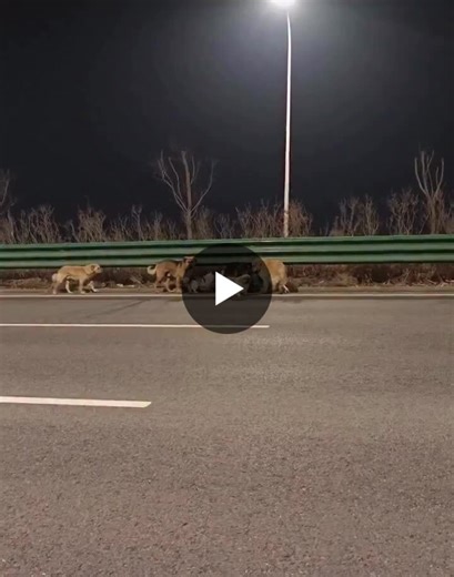 Corgi leads pack of 7 dogs to safety after escape from thieves | Rekha Pillai posted on the topic | LinkedIn