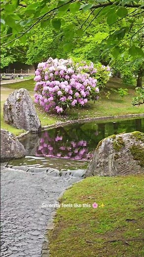 The Beautiful Japanese Garden in Hasselt 🇯🇵 🇧🇪 #travel #belgium #hasselt #japanesegarden #beautiful