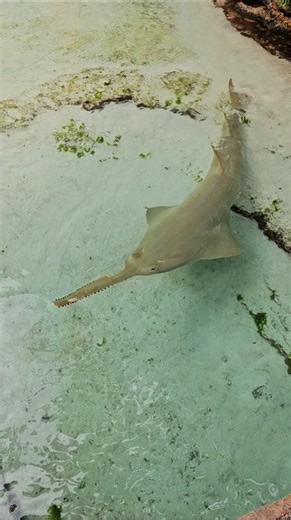 SawSharks #bahamas #sharks #atlantis #sawshark