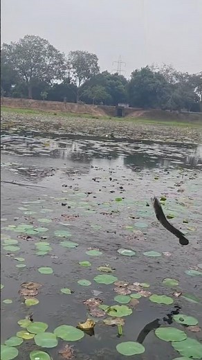 A leep of nature! 🐟 🎣 #nature #fishjump #serenity #lillypond