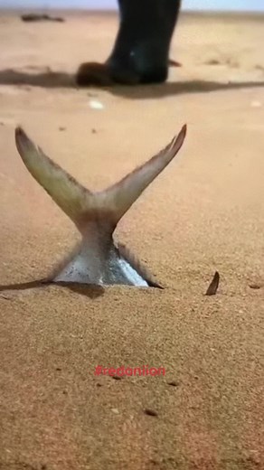 redon1ion (@redon1ion)’s videos with Hasbi Rabbi - Live at the Dubai Opera - Sami Yusuf