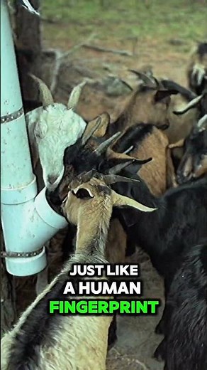 Unbelievable Goat Facts You Need to Know Now #GoatLovers #AnimalFacts