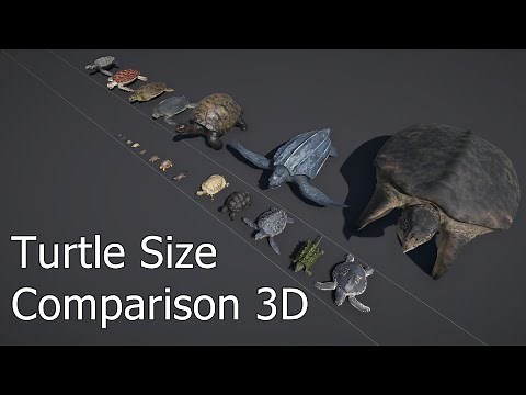 Turtle Size Comparison 3D | Largest Turtle in the World