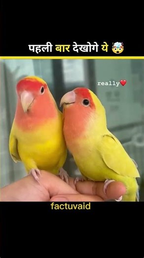 Kuch aisi photo, Joe, perfect time per khichhe gain#viral​#facts​#viral​#trending​facts#viral​#video