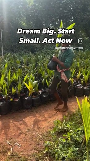 Dream big, start small, Act Now.😊 **"🌴 The Heart of the Nursery: My Journey with Coconut Seedlings 🥥"** Every morning, as the golden sun 🌅 rises over the horizon, I walk through the rows of young coconut seedlings at my nursery 🌱. The scent of moist soil 🌾, the whisper of palm leaves in the breeze 🍃, and the soft rustling of life awakening in the garden bring me a quiet joy that words can hardly describe 😊. Growing coconut plants isn't just my work—it's my passion ❤️, my therapy 🧘‍♂️, a