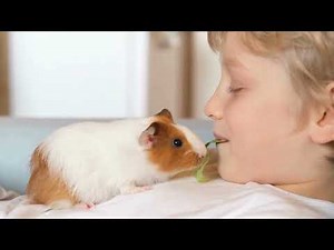 My Kids Feeding Their Guinea Pigs from Their Mouth 🐹❤️