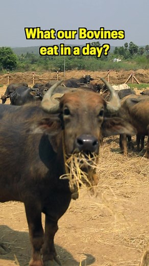 What our Bovines eat in a day?#cows #happy #rescuedanimals #sanctuary #inspirational #food | Sai Vignesh