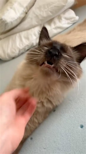 Nasal massage💆🏼‍♀️😹 #catsneeze #sillykitty #cutekitten