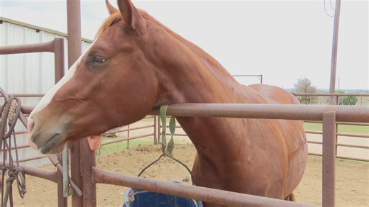 Horse virus outbreak in Texas confirmed to have started in Waco