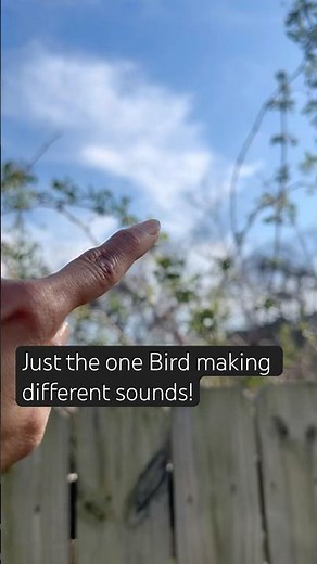 Northern Mocking Bird truly is Amazing #birdparadise #backyardbirds #nature #gardening