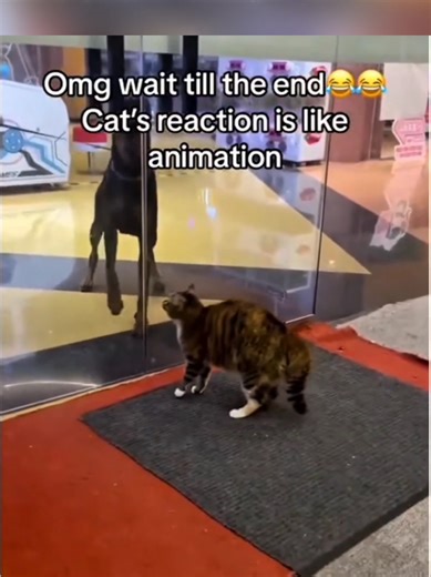 Hilarious Cats Compilation: Funny Moments to Brighten Your Day