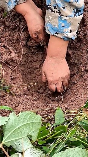 A satisfying process of digging jicama