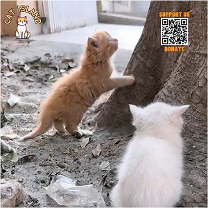The Great Mother Cat - Fearless despite danger, she attacks a wild dog to protect her kittens. | Miss My Pet