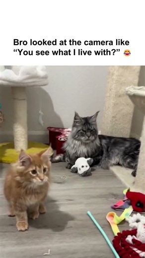 Cat is gonna jump