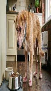 Causes and Dog Breeds Susceptible to Canine Allergies