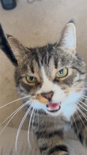 OMG! He Legit Said “Hello” After I Said Poe Poe!! #HappyFriyay #PoePoeDeMeowMeow