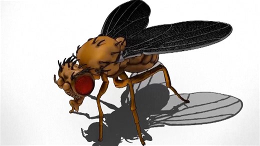 Fruit fly's brain mapped using AI