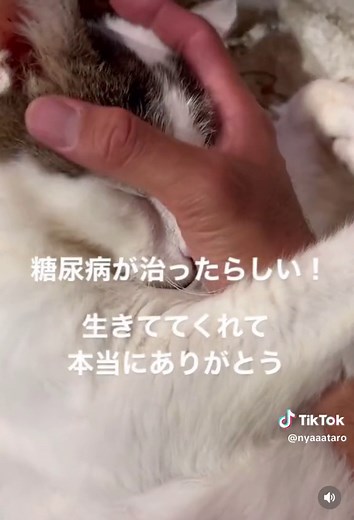 猫の糖尿病で毎日がんばってる方へ届きますように 今回、サスケは低血糖で危うく命を落とすところだった。 毎日インシュリンを打って糖尿病と闘っていても 突然起こる不意の出来事。 まして朝一で病院も空いてない状況だった。 魔の6時台かもしれない。 こんな時のためにもどこか駆け込める病院を事前に探しておけばよかったと後悔した。 今からでも遅くないので見つけておいてほしい。 先生曰く、一刻も争う状態だったそう。 もしこのまま9時まで病院が開くのを待っていたらと思うとぞっとする。 ぜひいざというときの為に低血糖のためのシロップやグルコースを準備して置いてください。 そしてパニックでも動画保全をおすすめします。 (その状況を先生に見せて判断してもらえるので) サスケ、ホンマに生きててくれてありがとう。 ※猫の糖尿病は不意に治ることがあるらしいので 今回はインシュリンの投与と治ったのが重なって朝一に低血糖になったのかもしれません。 #糖尿病 #猫の糖尿病 #にゃんこ #みんねこ #猫 #ねこ部 #cat #猫のいる暮らし #ねこ #猫のいる生活