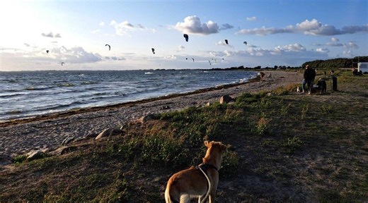 Weicheringer (66) fuhr mit Fahrrad und Hund im Anhänger bis zum Nordkap und zurück