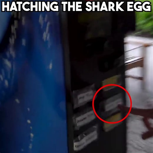 1.6M views · 10K reactions | Hatching A Shark Egg! 讀麗 | The Fish Guys | Facebook