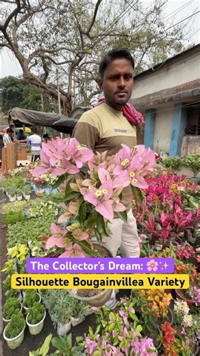 PASTEL PERFECTION! 🌸✨ Silhouette Bougainvillea Variety at Sri Krishna Nursery #shorts