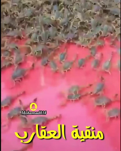 Small Crabs Scuttling Over Pink Surface