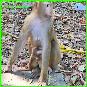 27K views · 772 reactions | Poor baby cry sad angry mom late allow for milk!!. | RESEP Monkey | Facebook